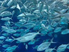 -上海海洋水族馆