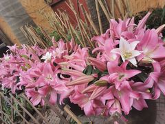 -园林美食城·本土农家菜(杨和镇店)