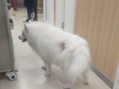 -宠福鑫康馨动物医院·骨科·眼科