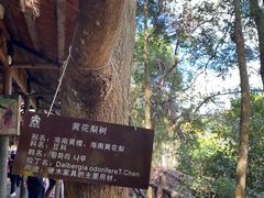 -海南槟榔谷黎苗文化旅游区