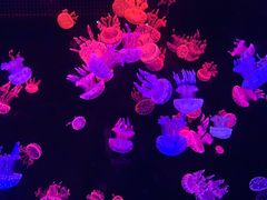 -欢乐海岸海洋奇梦馆