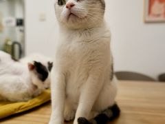 -有喵·猫咖·狗咖·40+猫狗有小奶狗(岗厦店)