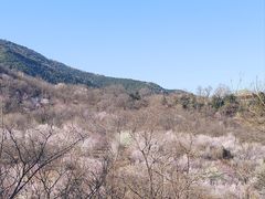 -北京西山国家森林公园