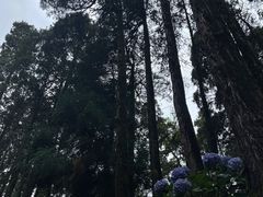-寂照庵