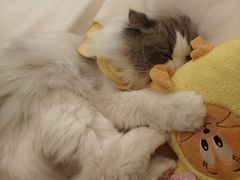 -滚猫咖啡·猫咖·猫友好撸猫(未来城店)
