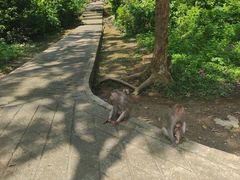 -广西龙虎山风景区