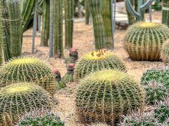 -深圳仙湖植物园