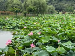 -龙寺生态园