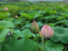 -荷塘月色湿地公园·向阳花洲