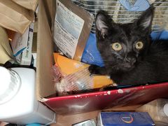 -心仪动物医院·牙专科·肿瘤·心脏科(西客站院)