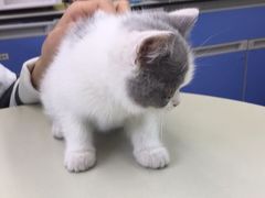 -瑞派动物医院·猫专科·至诚(江南中分院)