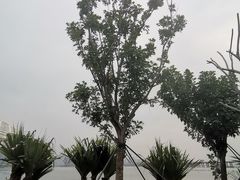 -宝安西湾红树林湿地公园