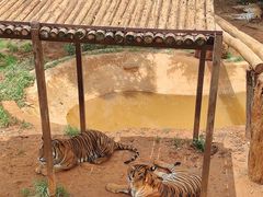 -云南野生动物园