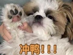 -爱妮康宠物医院·干细胞免疫细胞·肿瘤·心脏(张江店)