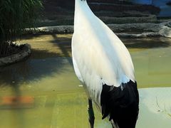 -成都动物园