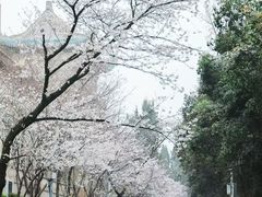 -武汉大学-樱园