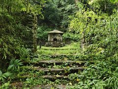 -天目山大树王景区