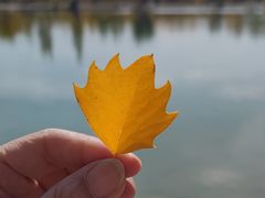 -金塔沙漠胡杨林景区