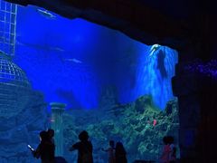 -芜湖新华联大白鲸海洋公园