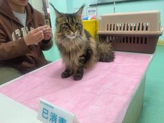 -北京观赏动物医院·24小时大型综合·猫专科·异宠专科
