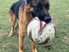 -趣多多宠物公园·宠物训犬学校·宠物寄养