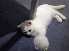 -喵的天空名猫咖啡馆·撸猫·猫舍·用品