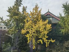 -四川大学(华西校区)