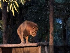 -清迈夜间动物园