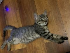 -爱妮康宠物医院·干细胞免疫细胞·肿瘤·心脏(张江店)