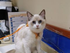 -艾贝尔宠物医院·狂犬免疫点(江山金象城店)