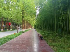 -黄海国家森林公园