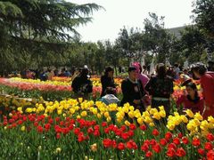 -洛阳郁金香牡丹园