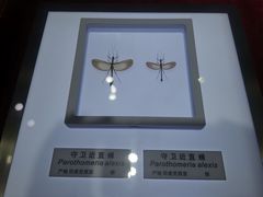 -上海昆虫博物馆