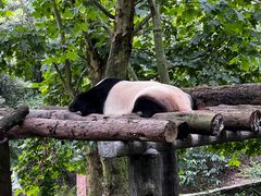 -都江堰中华大熊猫苑