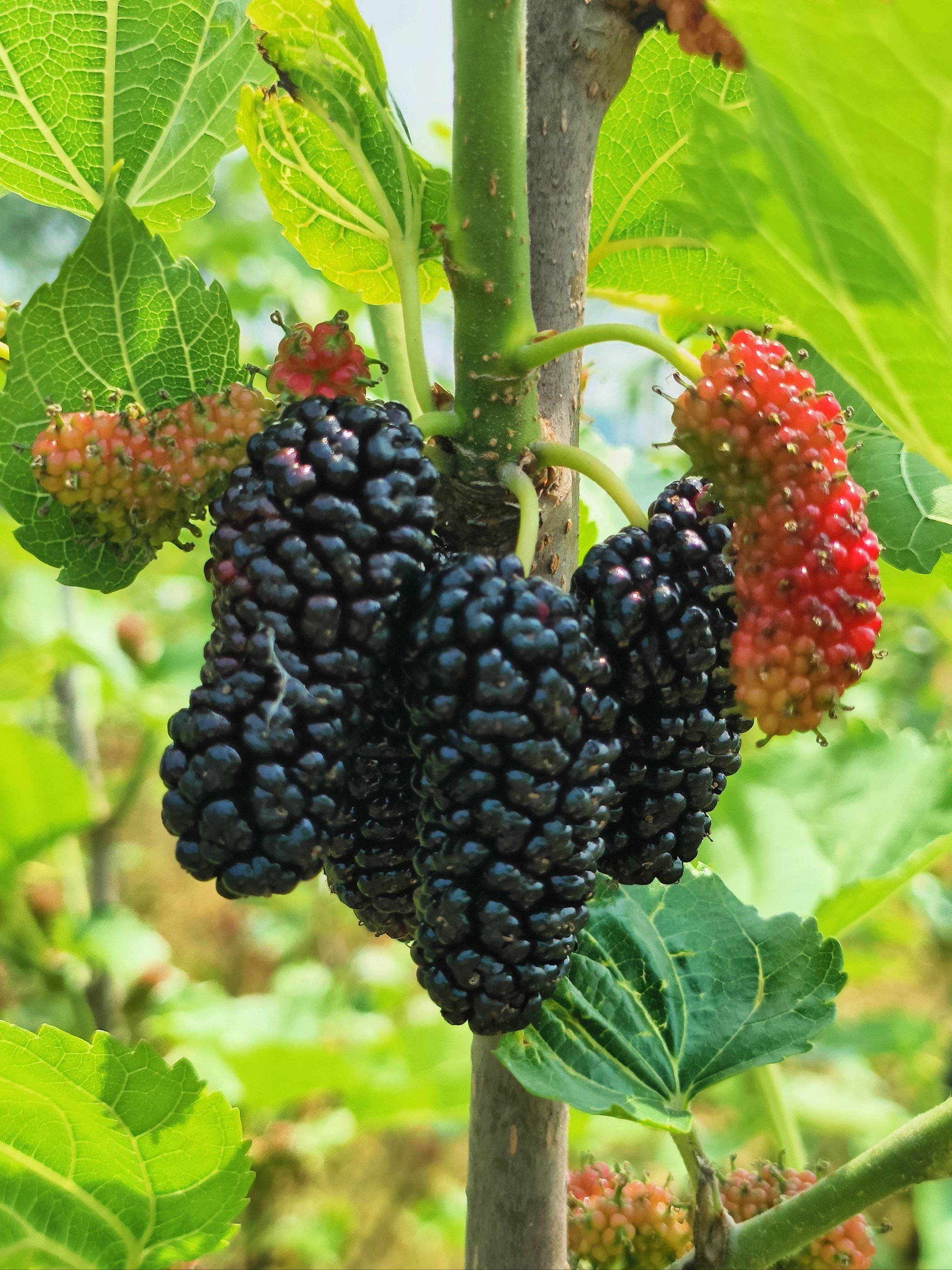 好甜的桑椹,快来吃