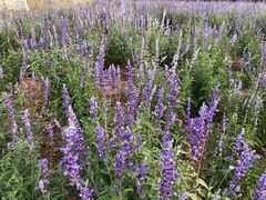 -北京东方普罗旺斯薰衣草庄园