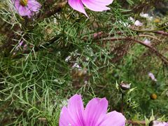 -金鼎雪山牦牛杂火锅(理县总店)