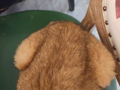 -猫小院猫主题餐厅(南锣旗舰店)