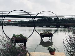 -荷兰花海