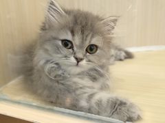 -momokira米努特·德文卷毛猫·棉花面纱犬