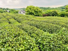 -中国茶叶博物馆(双峰馆区)