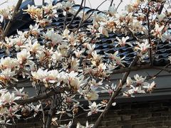 -颐和路民国时期公馆风貌区