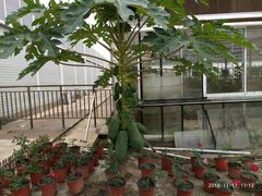 -海上花岛玫瑰园采摘