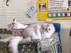 -平行世界·猫咖(首经贸店)