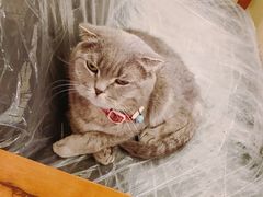 -猫色咖啡·猫咖