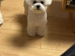 -帕帕拉兹宠物(亚洲旗舰店)