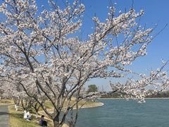 -羊山湖公园