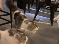 -Mr.Fox狐狸先生超级密室(南山店)