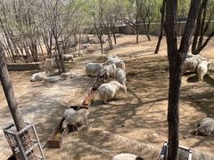 -石家庄市动物园