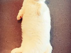 -飞行喵MR PILOT|猫舍·猫咖(静安大融城店)